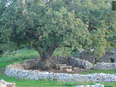 ... posto accanto a una colossale roverella...